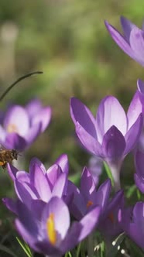 Flowering crocus spring flowers