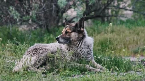 Close Up of Attentive Stray Dog Lying in Green Grass