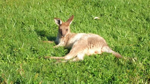 Süßes östliches graues Känguru Joey, das auf dem Gras unter der Sonne ruht, Nahaufnahme