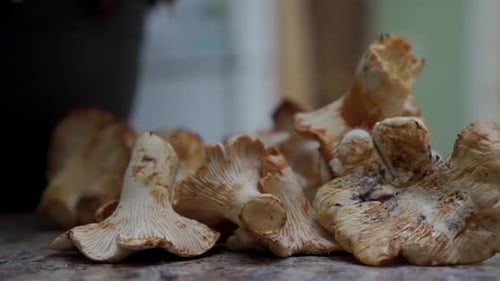 Golden Chanterelle Mushrooms Close Up