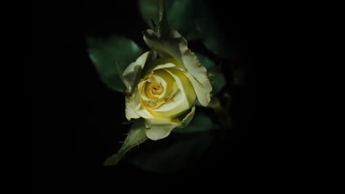 Delicate white with a dash of yellow pink rose blossoming on black background