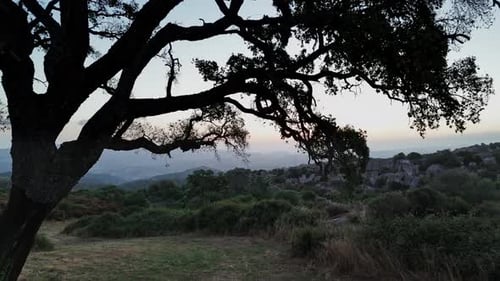 Sardinian Tree Silhouette at Sunset