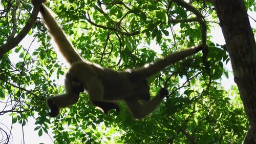 Singe-araignée laineux sur un arbre