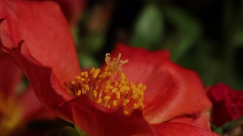 Close view of vibrant orange flower with intricate yellow stamens displaying nature's beauty in a su