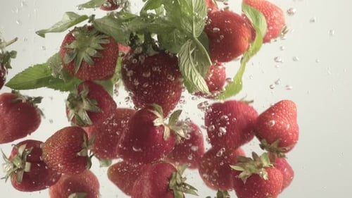 Erdbeeren plätschern im Aquarium unter Wasser. Rote Erdbeer- und Minzblätter fallen ins Wasser
