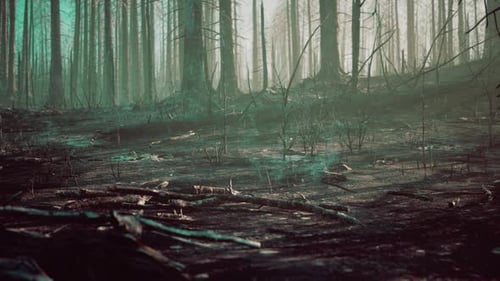 Forest Fire and Fallen Tree is Burned to the Ground with a Lot of Smoke