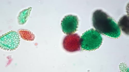 Imagen microscópica de montaje completo de la germinación del polen filmada con un aumento de 400 veces en un campo brillante