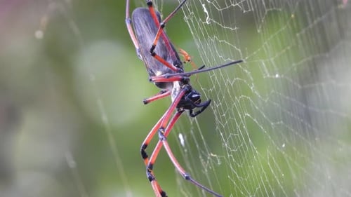 Aranha com criança na teia..