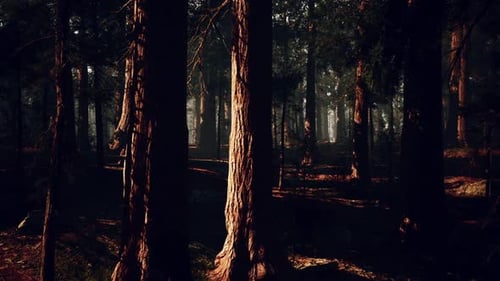 Les grands séquoias créent un environnement forestier majestueux à la lumière matinale