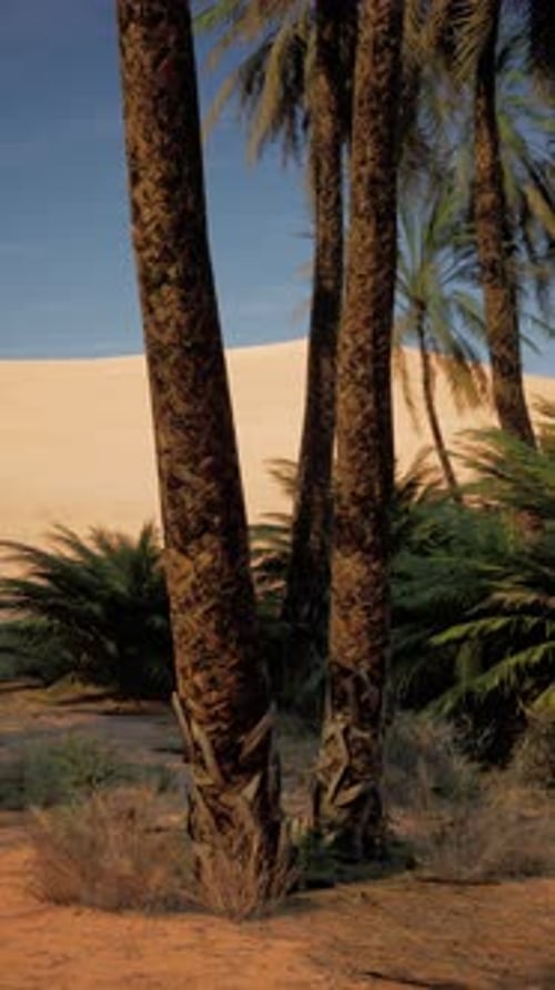 Two Palm Trees Standing in Desert