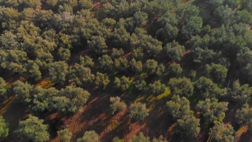 fields covered with olive trees