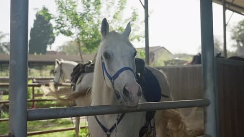 Two Elegant White Horses Standing in Outdoor Stables