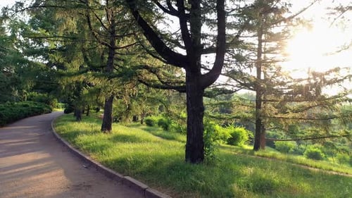 Spring Morning View of Beautiful Alley in the Botanical Garden