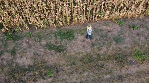 Aerial Footage of the Farmer with the Corn Crate Next to the Corn Field