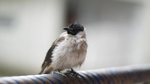 a bird that is standing on an iron fence,