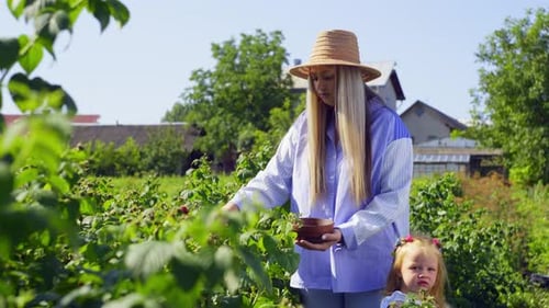 Woman and Child Picking Fresh Berries in Garden