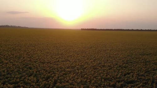 sunflower field at sunset in Ukraine aerial view