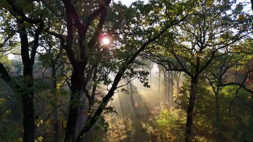 Matin dans la forêt tropicale. Un soleil éclatant traverse les branches des arbres.