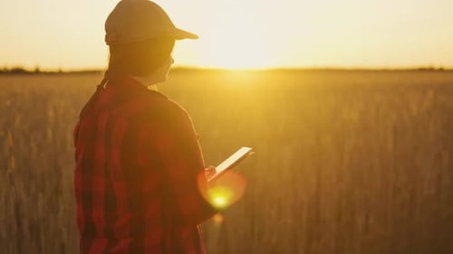 Farmeragronomist Woman Walks Through a Wheat Field with a Tablet at Sunset