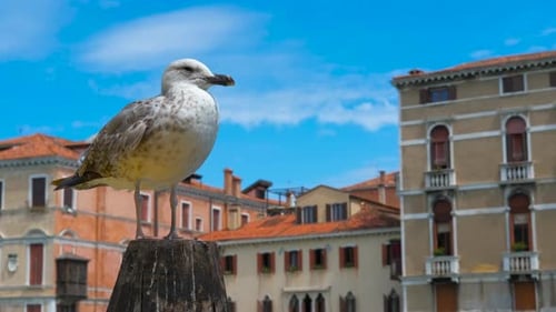 Seagull Perched on Wooden Pole in Venice Italy
