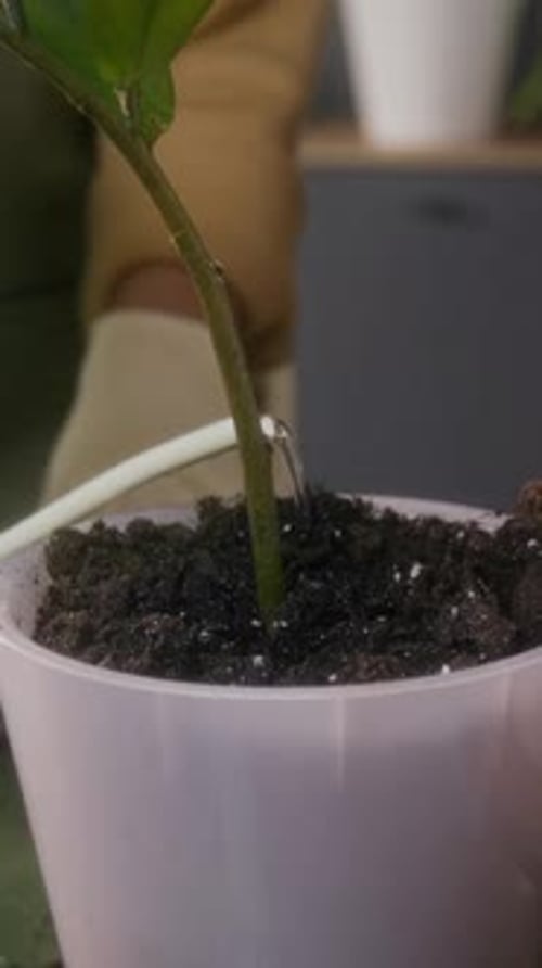 Anonymous People Loosening Soil and Watering Houseplant