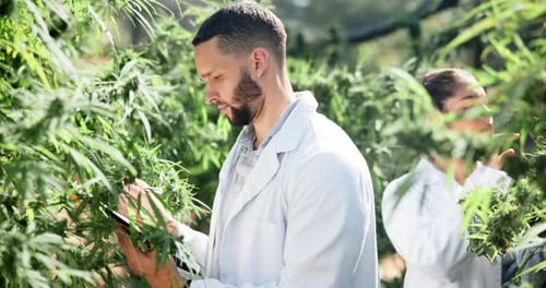 Researchers Inspecting Plants in Outdoor Field