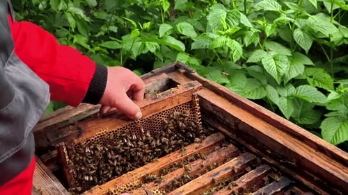 A man in a red jacket holding a beehive full of bees