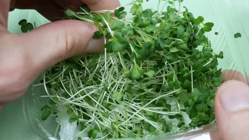 Fresh Microgreens in Container Pulled by Hand