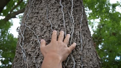 Fenale Hold Tree Bark in Wood