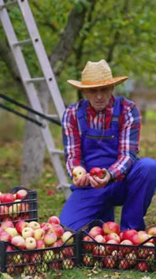 Fresh fruits in drawers in autumn time. Farmer sorting ripe apples in the garden.