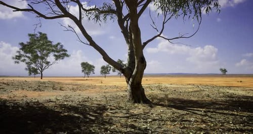Australian Bushland Scene with Eucalyptus Tree and Blue Sky