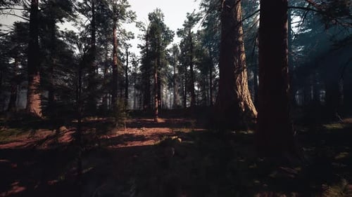 Sunrise in Tall Pine Woods Dawn Breaks Over Towering Pine Trees