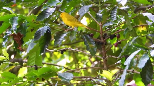 Saffron finch forages in berry-filled tree in Colombia’s lush canopy