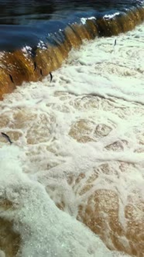 Salmon Spectacle Breathtaking Jumps at Kuldiga Waterfall Slow Motion