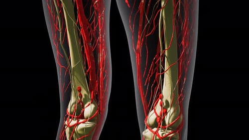 Science Anatomy of Human Blood Vessels