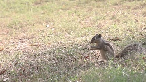 Graues Eichhörnchen frisst Nahrung aus seinen Pfoten im Park