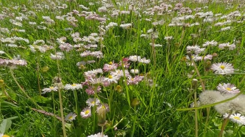 Many blooming flowers Daisy on green meadow, Camera moving forwards low over Bellis