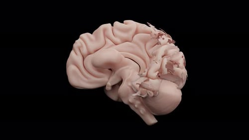 Brain Builder Cognitive Function Learning
