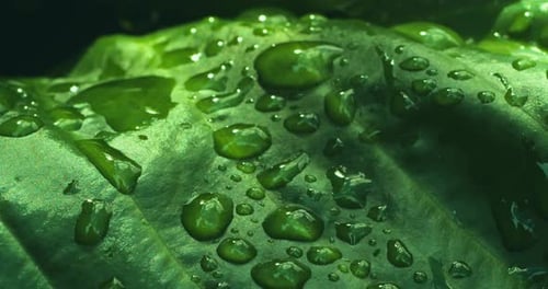 Large juicy leaf covered with large drops of water in macro