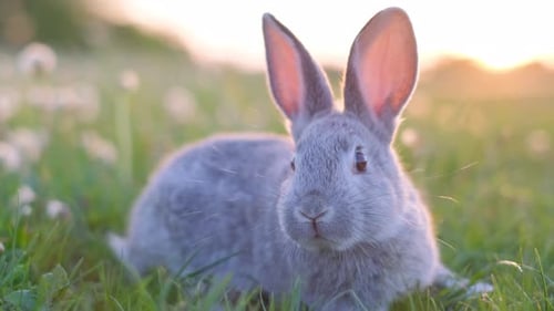 A Domestic Rabbit Walking Through the Grass in the Garden Animal World Rabbit Lover