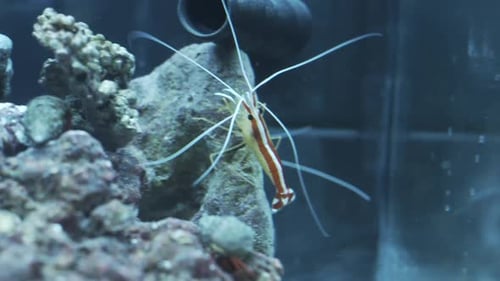 Cleaner shrimp walking around fish tank