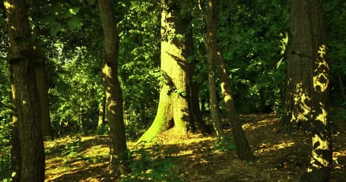 Forest with Sunlight Filtering Through Trees Creating a Serene Atmosphere