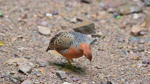 Orange Bird Foraging for Food in Nature