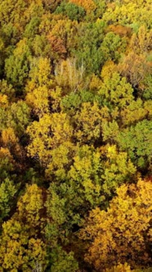 Beautiful autumn. Yellow top trees in forest in fall season. Amazing landscape of autumn colors.