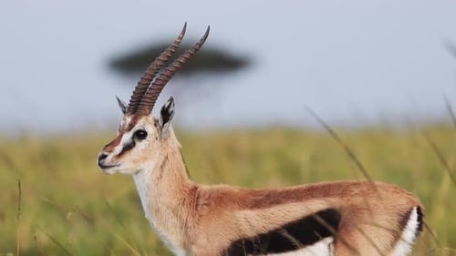 Close up shot of a Gazelle in the wild gracefully standing alone in front of an acacia tree, Africa
