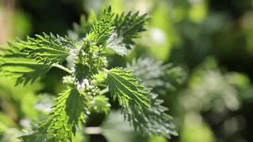 Plante d'ortie aux feuilles vertes poussant à l'extérieur, gros plan