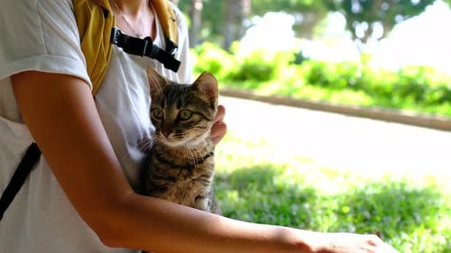 Homeless Cat Walking on Summer Turkish Park