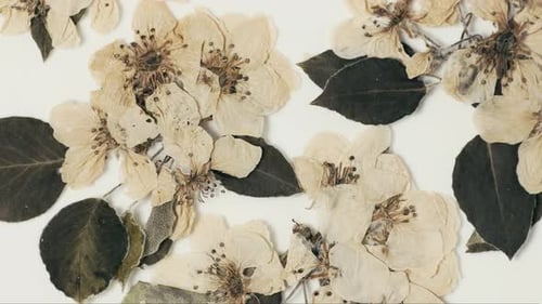 Dry white spring flowers on white background