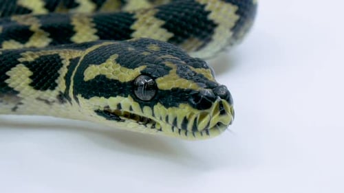 Gros plan d'un magnifique python de tapis montrant des motifs d'échelle détaillés