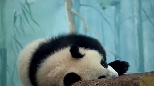 A Black and White Panda Bear Peacefully Sleeping on a Log in Its Habitat